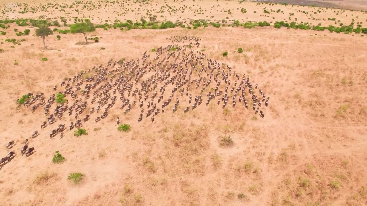 The Great Wildebeast Migration