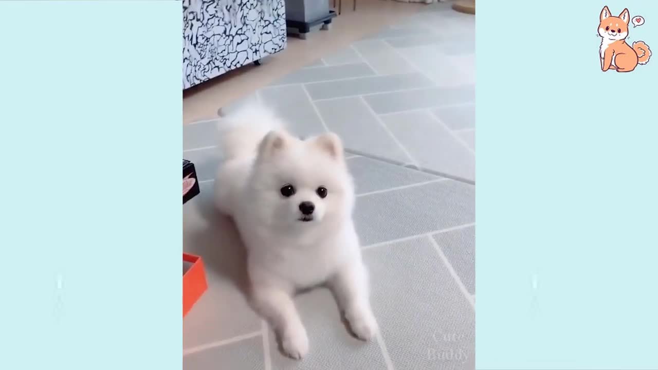 🤣 Funny Dog Video 🤣 Compilation