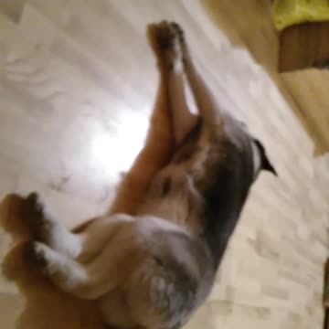 Husky literalmente ladra durante un intenso sueño