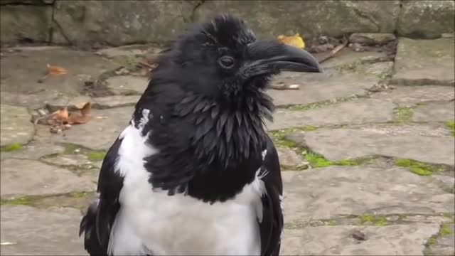 INSANELY INTELLIGENT Speaking Raven talks to passerby's "YOU ALRIGHT?" | Crazy Pets Video