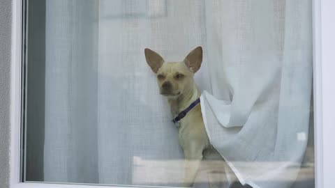 My dog ​​roeiro
