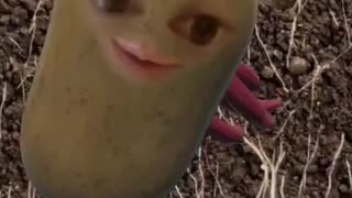Jay Potato