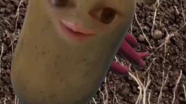 Jay Potato