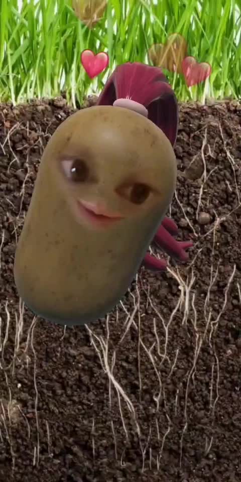 Jay Potato