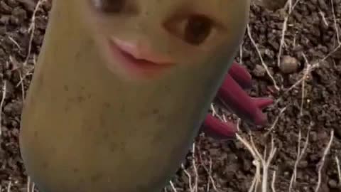 Jay Potato