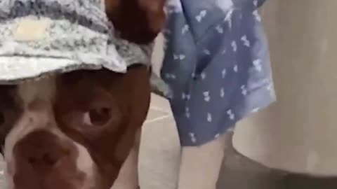 Funny Animal Videos 2022 #shorts #funnyvideos