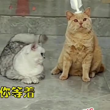 During sports training sessions, Orange Cat are always affected