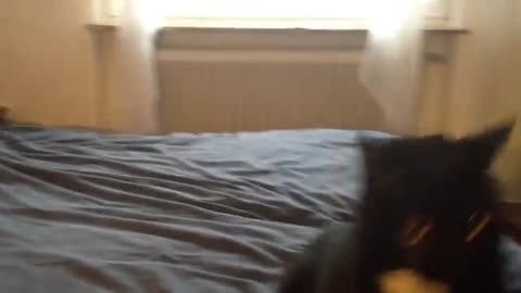 Most craziest cat attacks , so fast