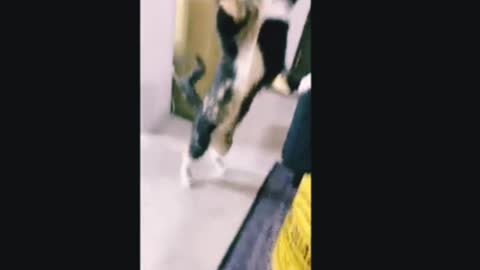 Cute and Funny Cat and Dog Training Videoss
