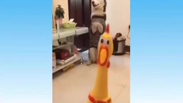 I Cat Funny - Best memes, Animals, Try not to Laugh !!!