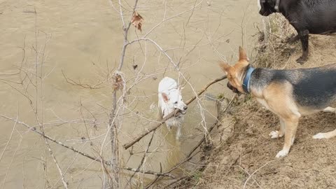 Shepherd stick fight