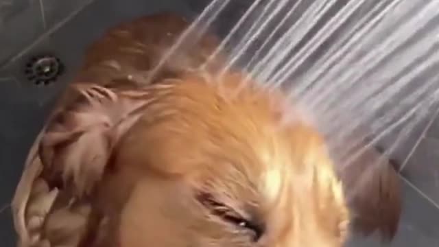 Dog Loves His Showers