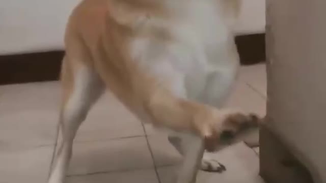 Pets: Cheerful: Funny