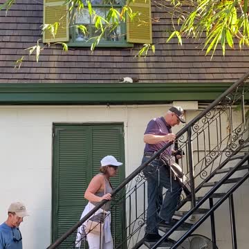Polydactyl Cats - Six Toed Cats at Hemingway’s House