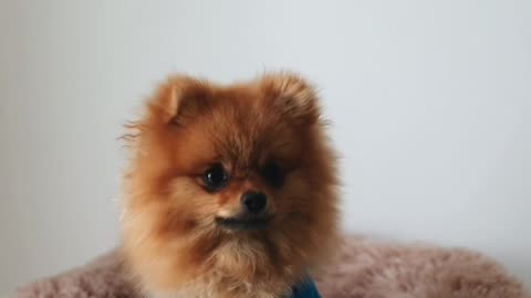 funny dog videos