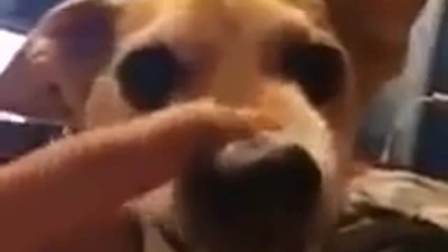 angry dog Growling