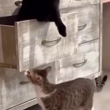 Cat locks his cat friend inside a drawer