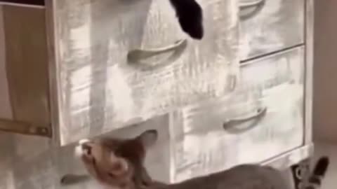 Cat locks his cat friend inside a drawer