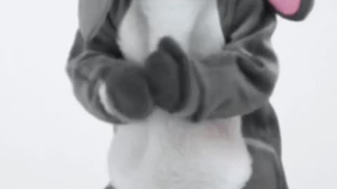 Cat dance