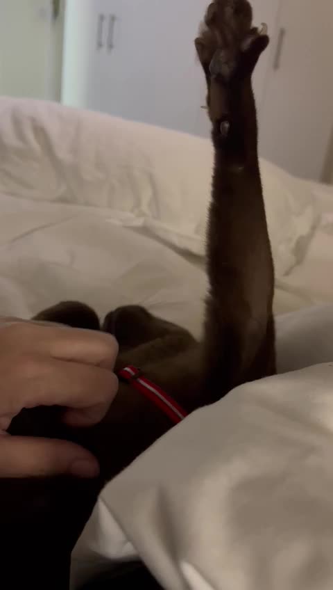 City cat Kooks’s astonishing trip back home