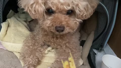 dog that eats sweet potatoes