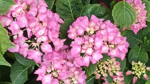 Hydrangea Messelina