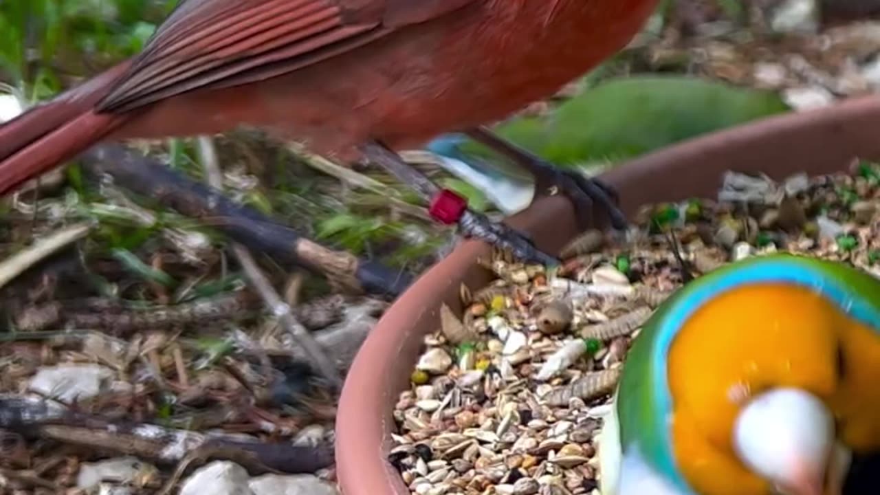 Finches and Softbills Bird Aviary