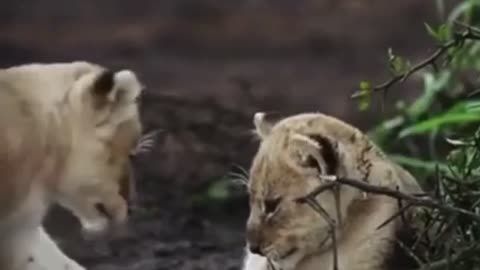 Lion Cubs playing