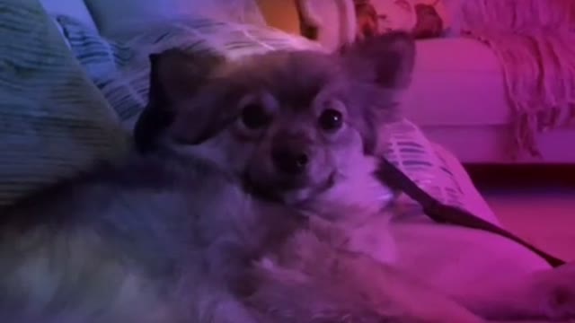 Just say hi to Toffy