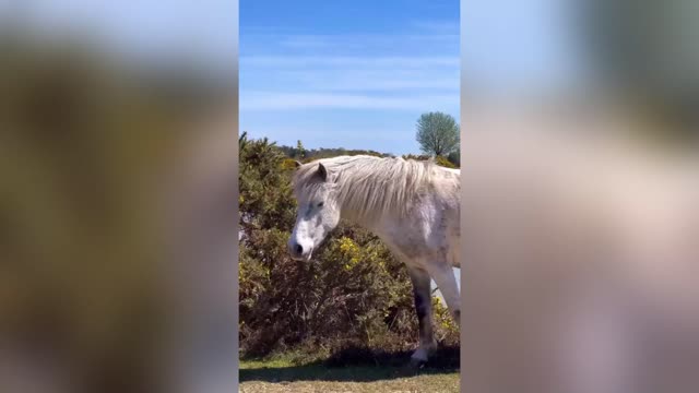 AH THAT FOALS GOOD: My Tickled Pony Uses Its Horse Sense