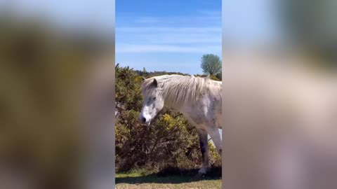 AH THAT FOALS GOOD: My Tickled Pony Uses Its Horse Sense