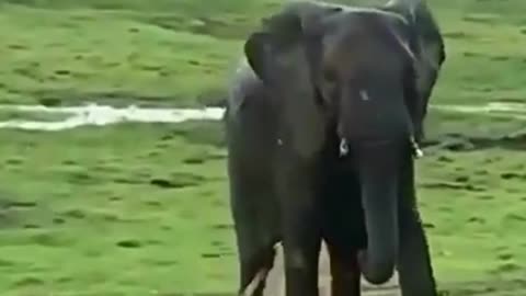 CREATURES OF INCREDIBLE POWER AND BEAUTY - ELEPHANT