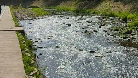 flowing stream reflecting sunshine