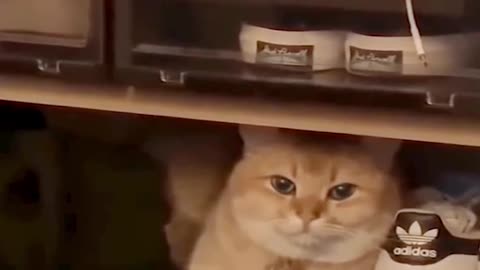 Funny and Cute Cat Sitting in the Shoe Case