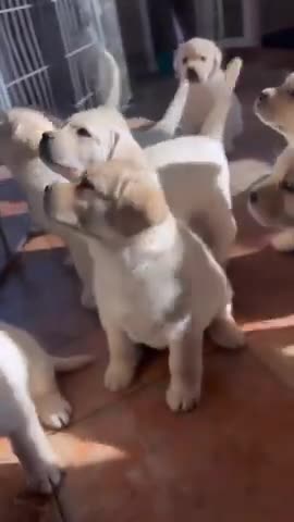 The Papis is my life