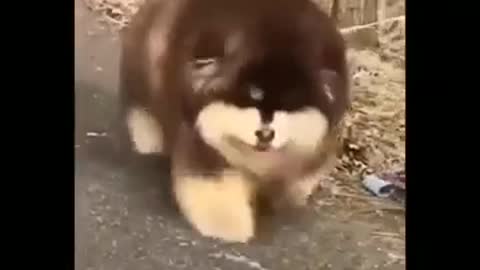 adorable and funny animal