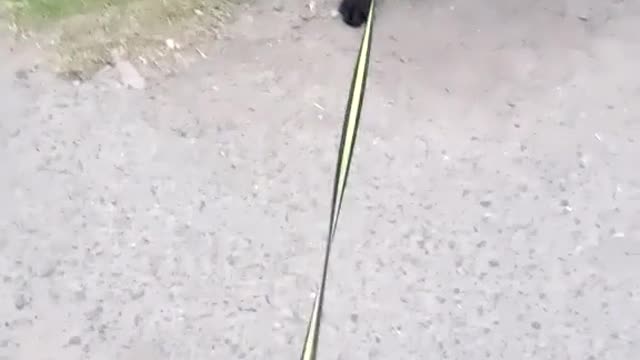 Dog lovers video funny video dog video-cute video-sweet dog video