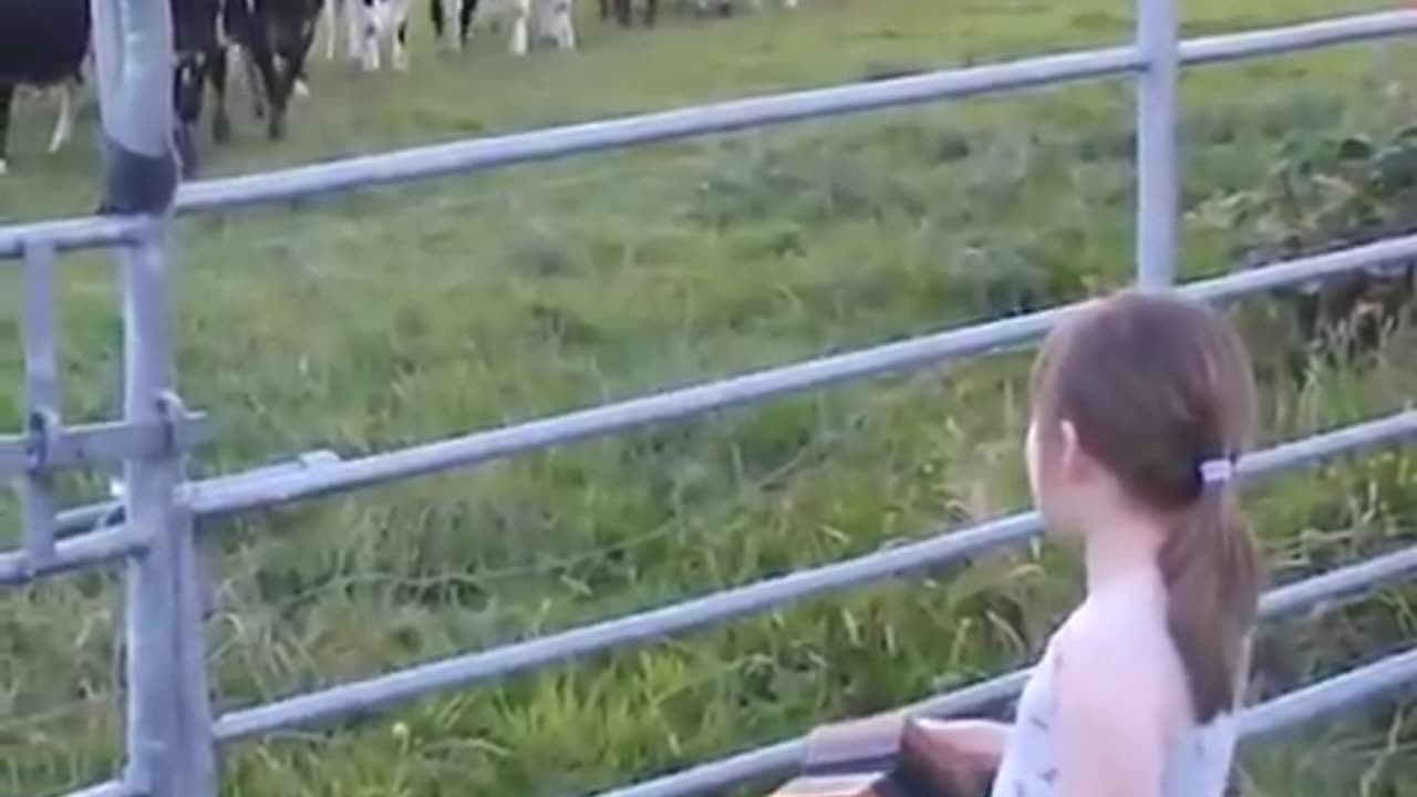 Little Girl's Music Infuence on Cows