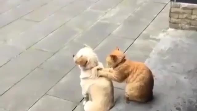 The cat massages the dog