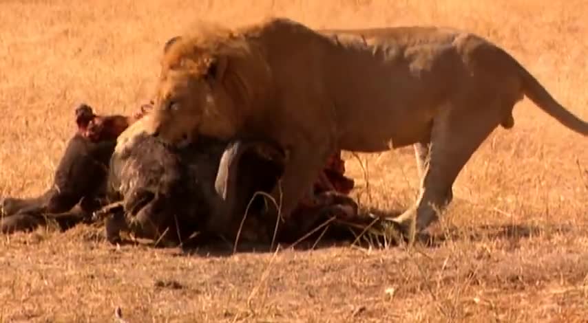 Lions - The Whole Story S01E03 - The Secrets of Nature