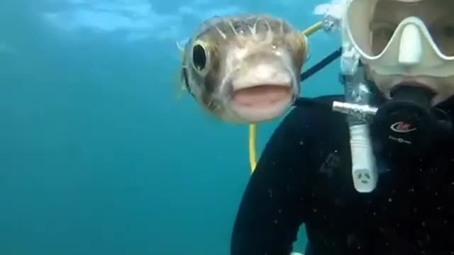 Just me and my Cute fish diving