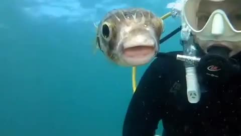 Just me and my Cute fish diving