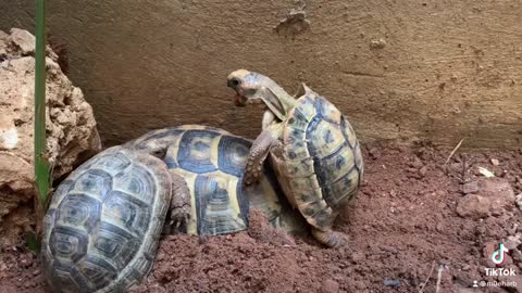 tortoise mating