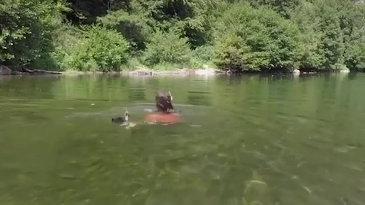 Baby duck swim