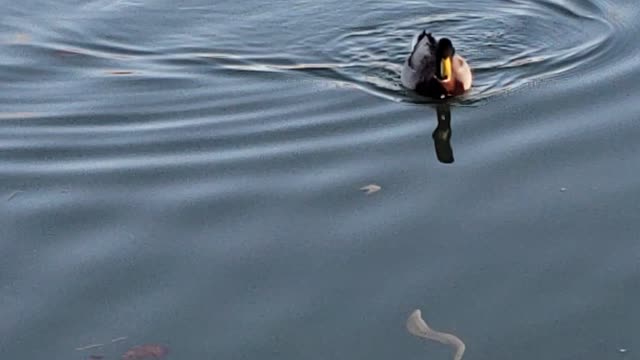 duck swimming over river