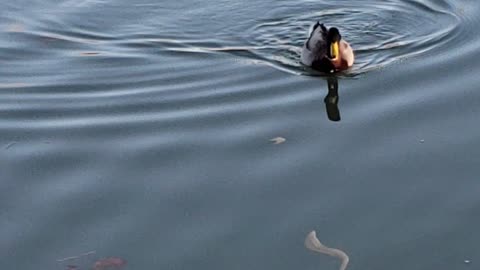 duck swimming over river