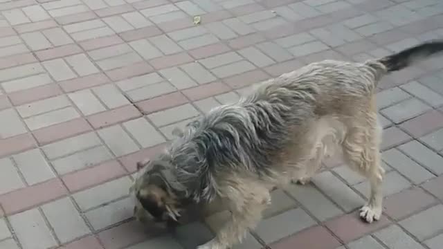 White dog wants tennis ball red ball in mouth