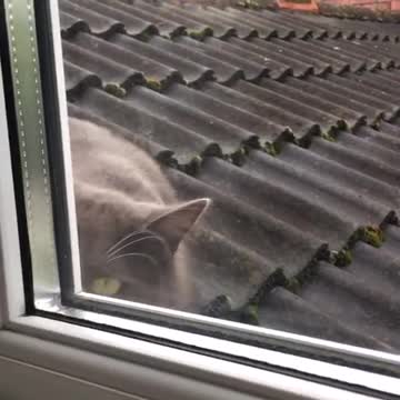 Gato maúlla por toda la casa