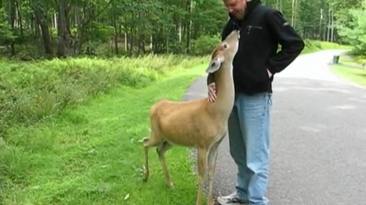 Dog Deer