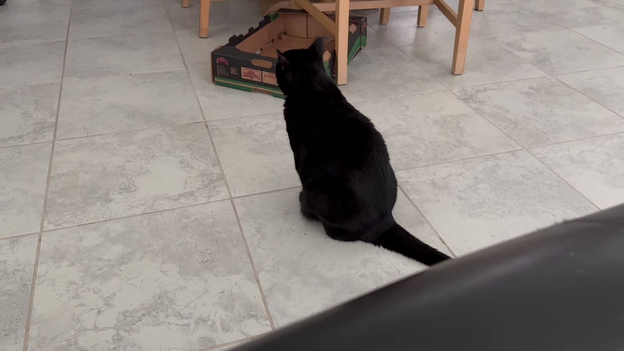 Adopting a Cat from a Shelter Vlog - Cute Precious Piper Watches Her Box Fort and the Dining Room
